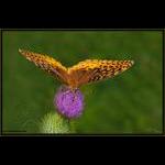 Great Spangled Fritillary on Thistle