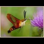 Hummingbird Clearwing Moth