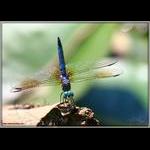 Blue Dasher