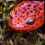 Red-Spotted Salamander
