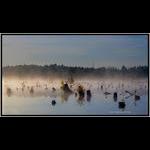 Stumps in Mist