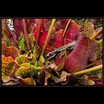Pitcher Plants w/ Mantis