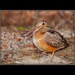 American Woodcock