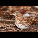 Fox Sparrow