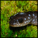 Blue-Spotted Salamander
