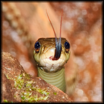 Young Garter Snake