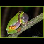 Pine Barrens Tree Frog