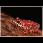 Wood Frog- Female
