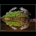 Green Frogs