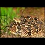 Pine Barrens Timber Rattlesnake