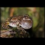 Gray Tree Frog