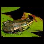 Carpenter Frog