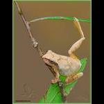 Spring Peeper