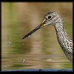 Greater Yellowlegs