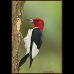 Red-Headed Woodpecker