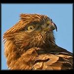 Hawks, etc.