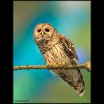 Barred Owl