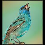 Buntings, Grosbeaks, Cardinals, etc