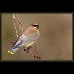 Cedar Waxwing in Hackberry