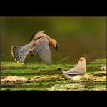 Waxwings in Lily Pads