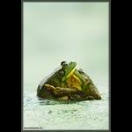 Bull Frog Sumo Wrestling