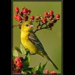 Orchard Oriole- Female