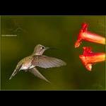 Ruby-Throated Hummingbird- Fledgeling