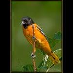 Baltimore Oriole