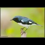Black-Throated Blue Warbler