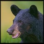 Black Bear