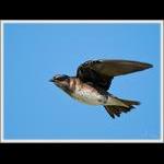 Purple Martin