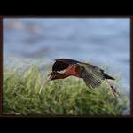 Glossy Ibis