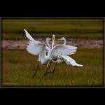 Great White Egret Fight