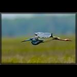 Tri-Color Heron