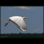 Cattle Egret