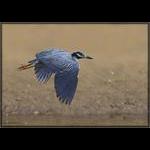 Yellow-Crowned Night Heron
