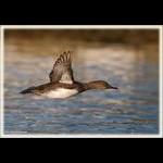 Hooded Merganser