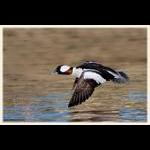 Bufflehead in Ground Effect