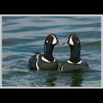 Harlequin Ducks