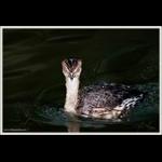"Devil Grebe"