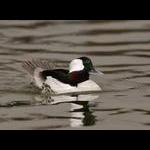 Bufflehead Drake