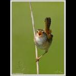 Marsh Wren Caroling...