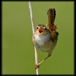 Wrens