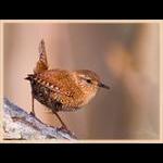 Winter Wren