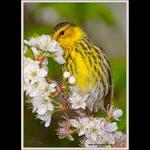 Cape May Warbler