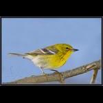 Pine Warbler