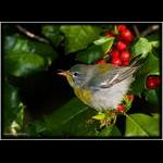 Northern Parula in Holly