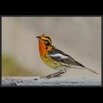 Blackburnian Warbler