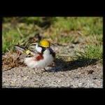 Chestnut-Sided Warbler