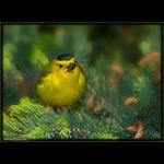 Wilson's Warbler w/ Greenbottle Fly